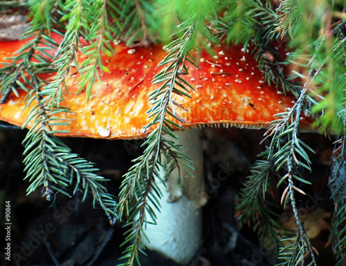 mushroom in forest. photo