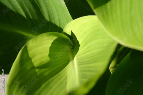 abstract leaves © Peter Galbraith