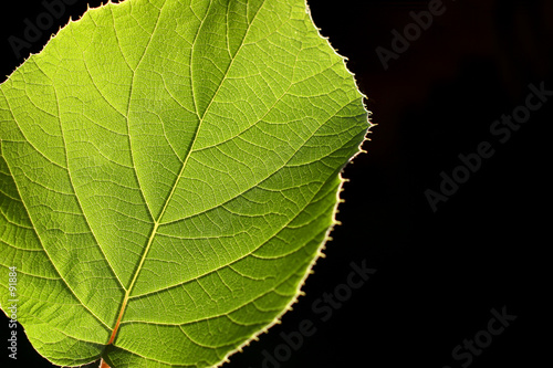 leaf