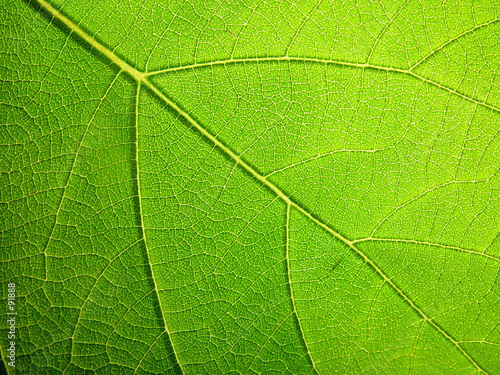 leaf #91888