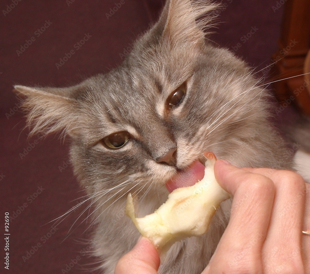 Cat eats apple cheap