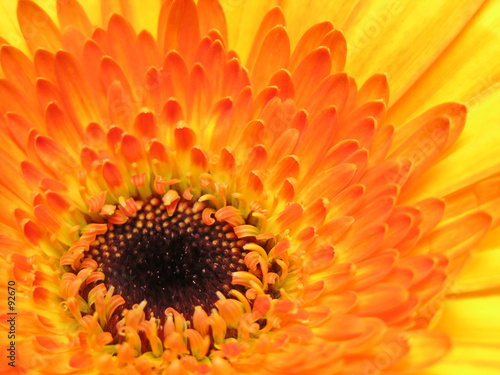 yellow gerber daisy