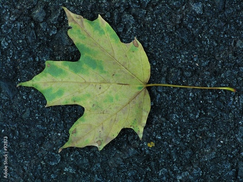 fall leaf