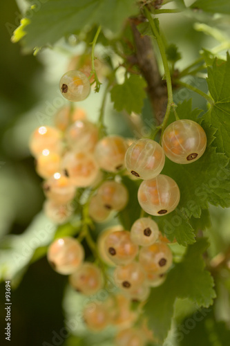 white currant