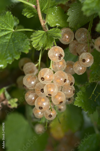 white currant with drops