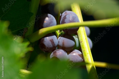 Fotografie bunch of grapes