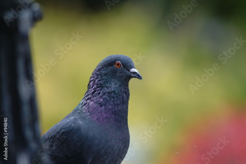 pigeon gris