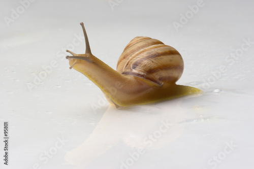 snail on white surface 2