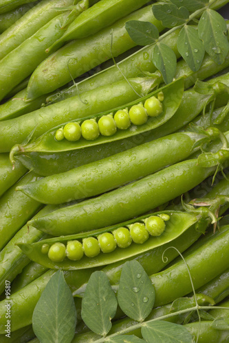 pea pods with two opened pods and leafs