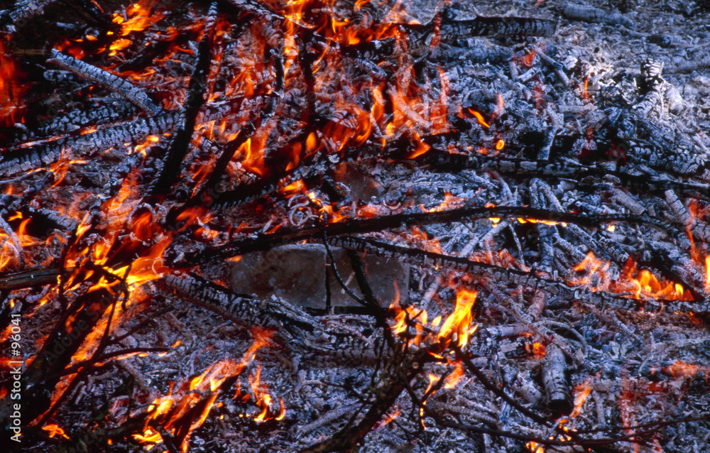 burning branches of a tree burning branches of a tree