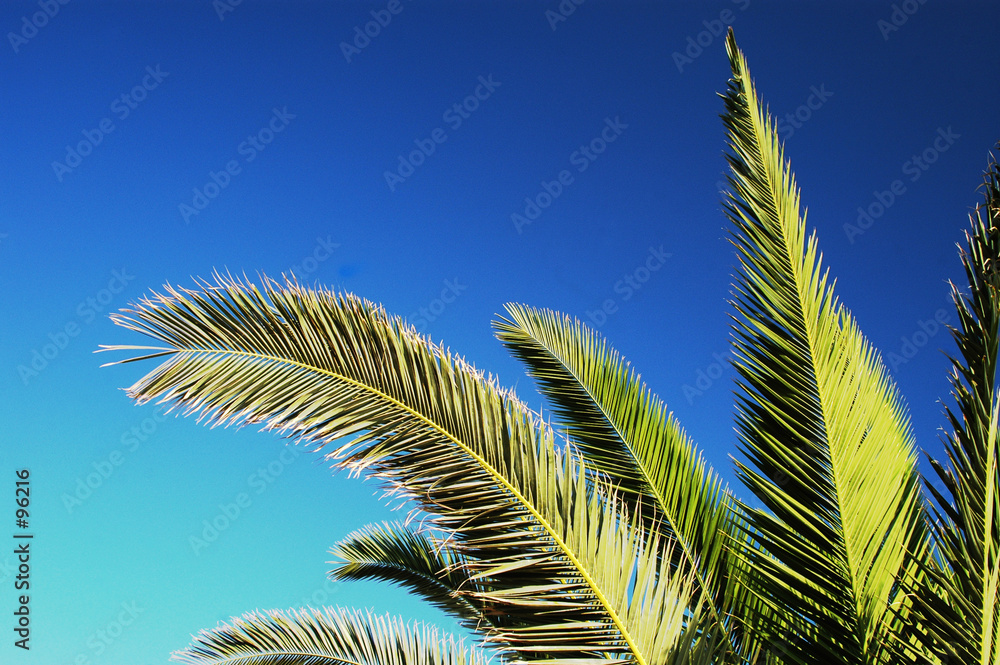 palm tree branches