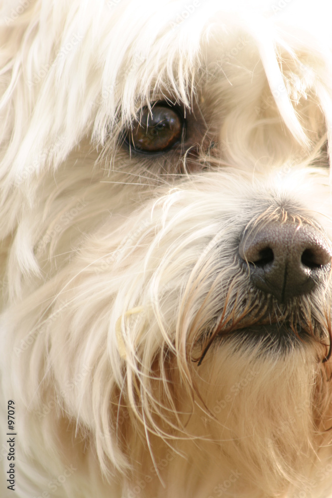 maltese terrier maltese terrier