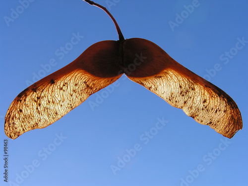 maple seed photo