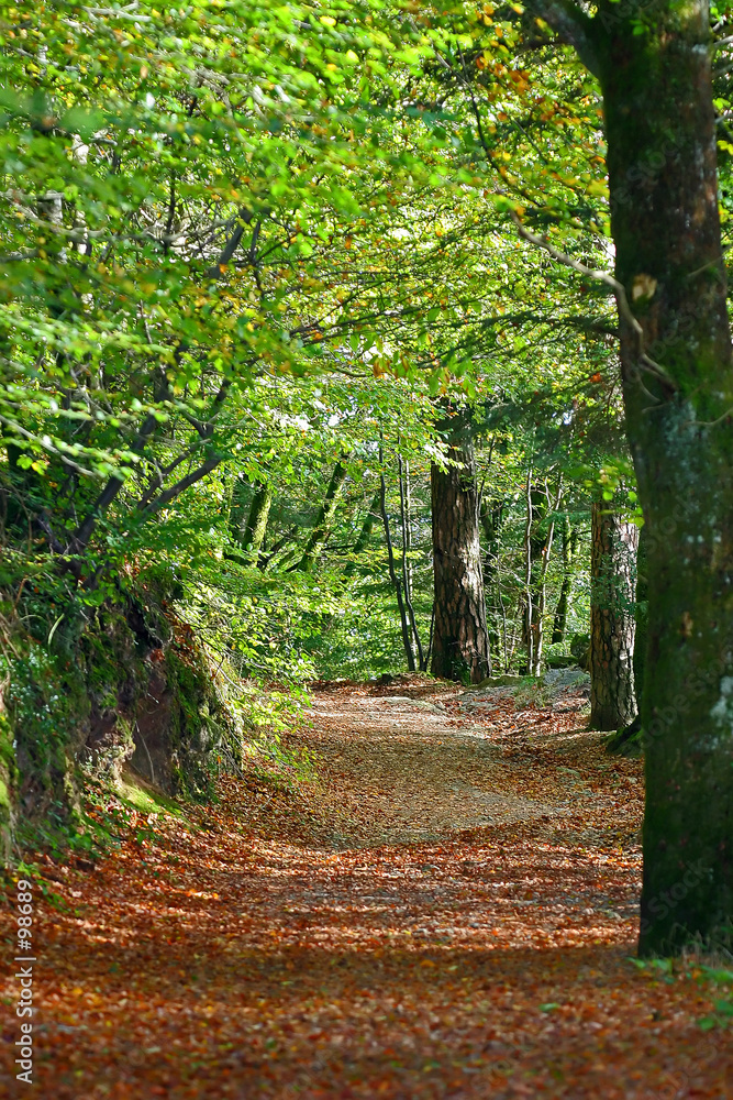 Fototapeta premium sentier forestier