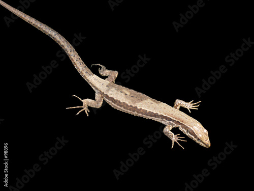 aligator