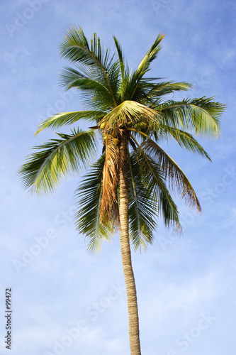 coconut tree