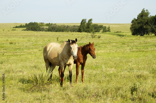 pair of horses in the pasture.