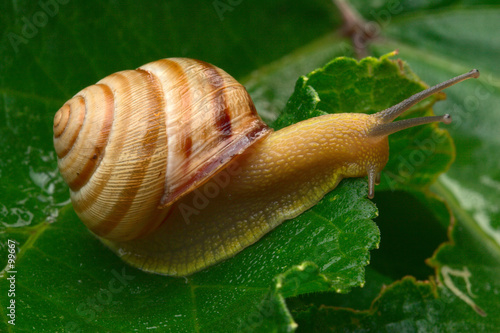 creeping snail on leaf