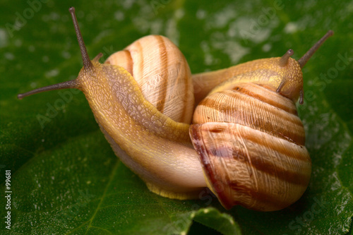 two snails on the leaf