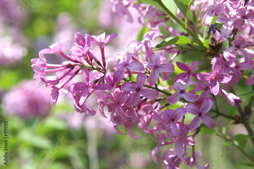 beautiful purple lilac blossoms