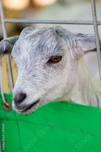 caged sheep photo