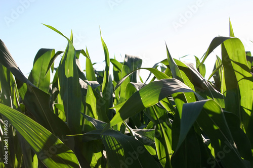 Fototapeta Naklejka Na Ścianę i Meble -  corn leaves