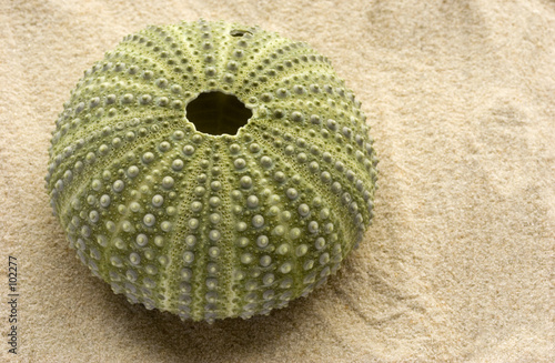 green sea urchin