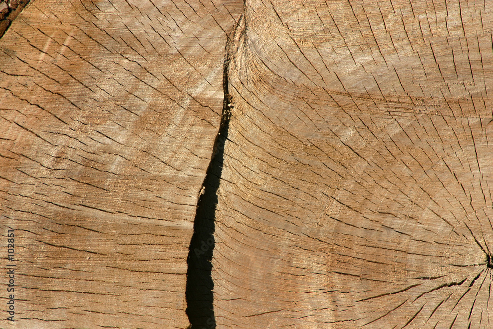 Fototapeta premium trunk close up