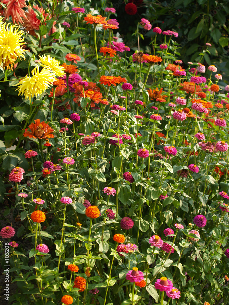 Fototapeta premium flowerbed.