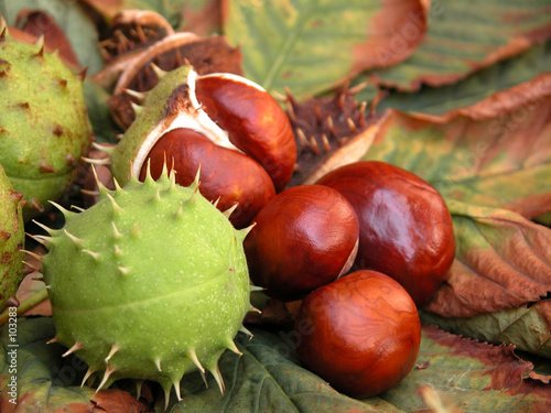 chestnuts