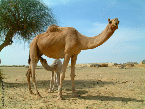 baby camel feeding