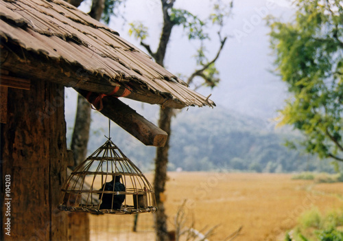 song bird photo