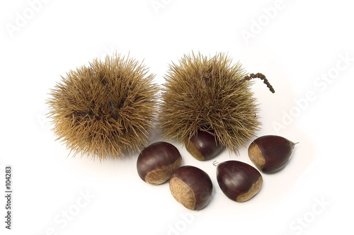 castañas y erizos