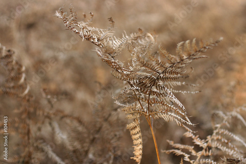 brown fern