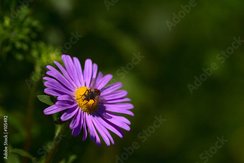 aster and drone