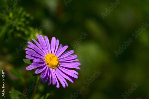 aster