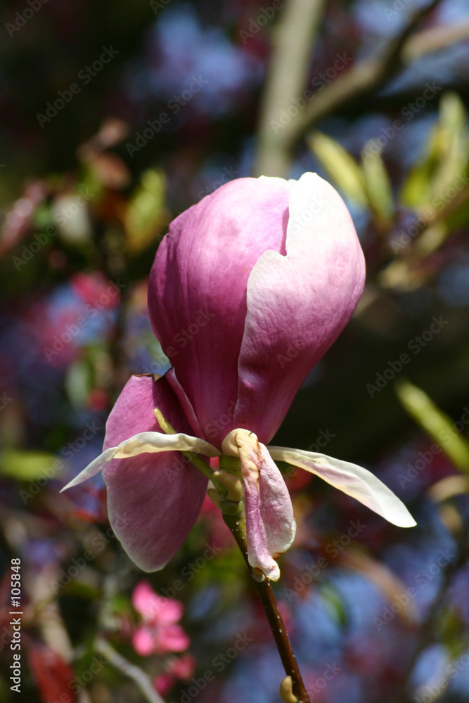 Fototapeta premium large pink flowers