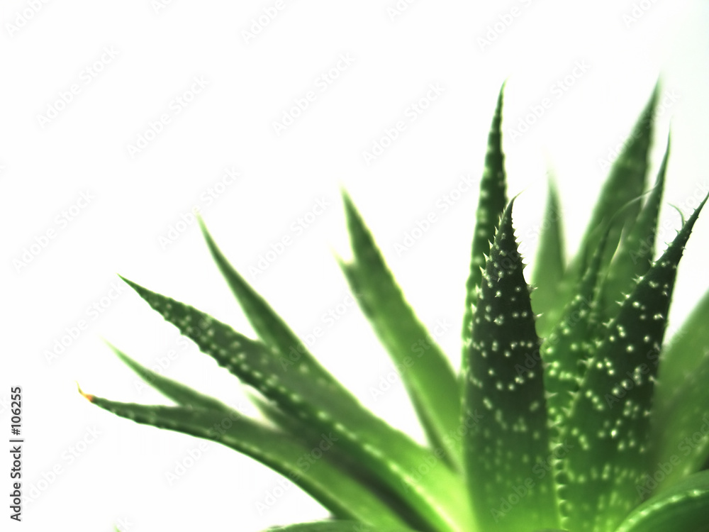 Fotografie aloe vera leaves