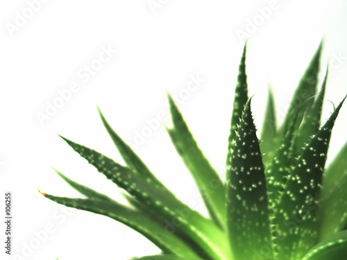 Fotografie aloe vera leaves