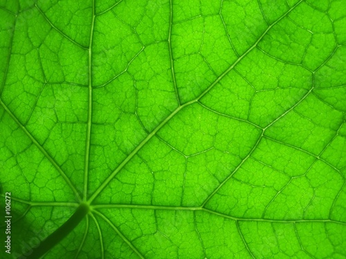 leaf of nasturtium 2