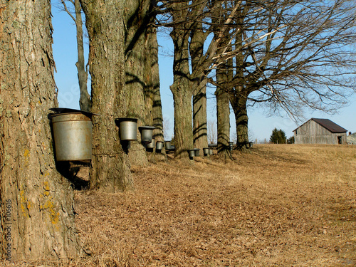 maple trees with buckets
