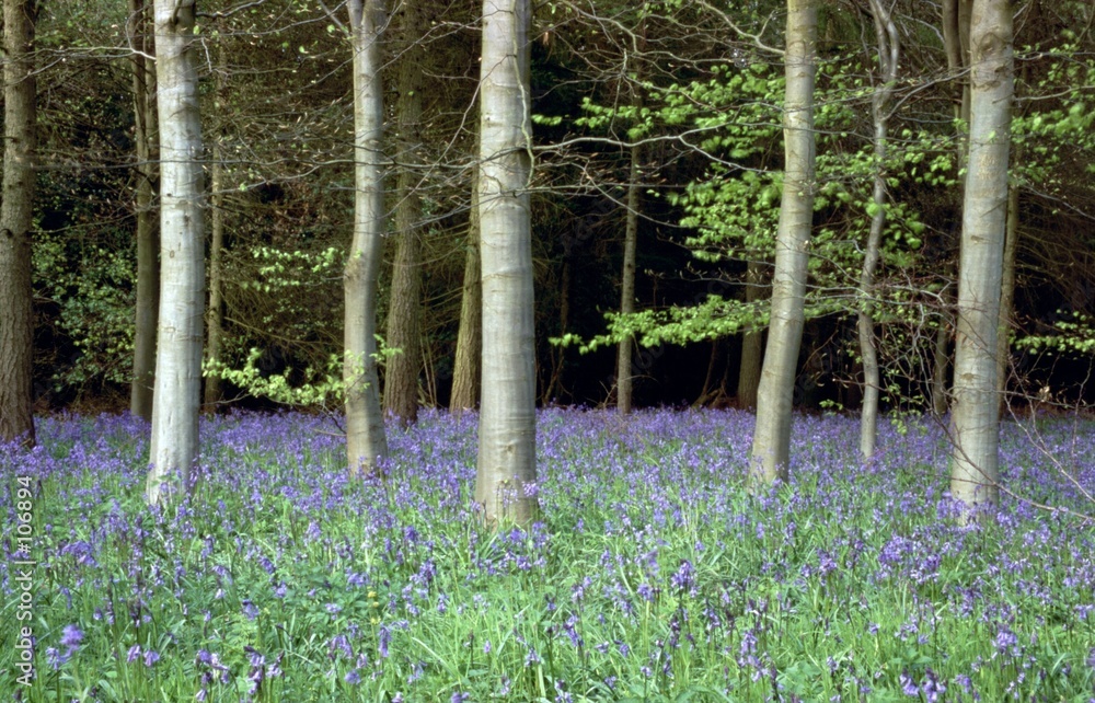 Fotografie bluebell wood