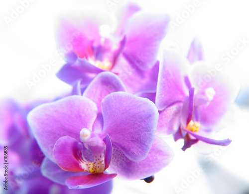 phalaenopsis