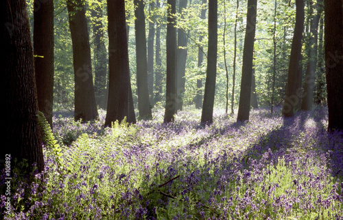 bluebell woods