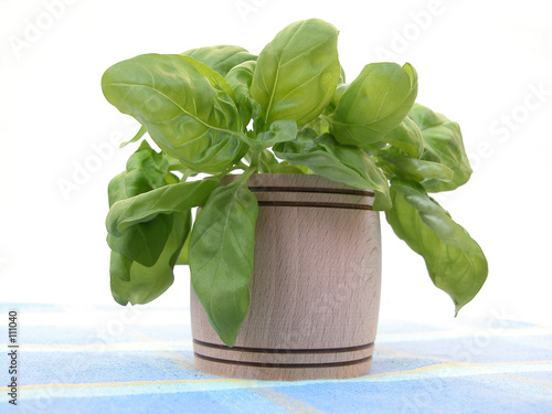 basil photo