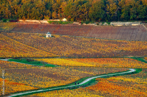 vigne au couchant