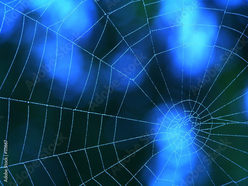 blue spider web