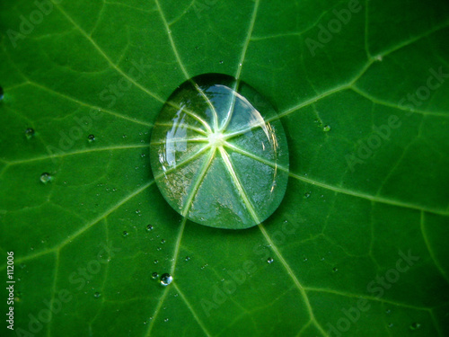 bulle d'eau sur feuille de capucine photo
