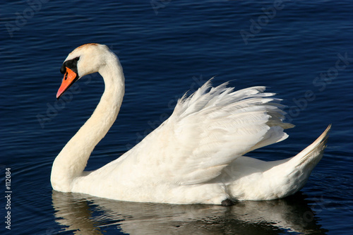 Fototapeta Naklejka Na Ścianę i Meble -  the grace of the swan