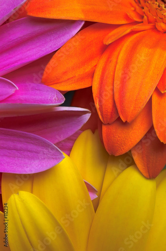 cocktail of colour